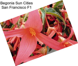 Begonia Sun Cities San Francisco F1