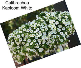 Calibrachoa Kabloom White