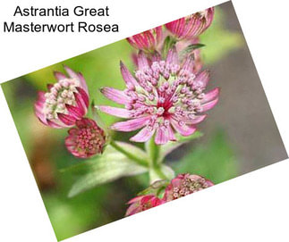 Astrantia Great Masterwort Rosea