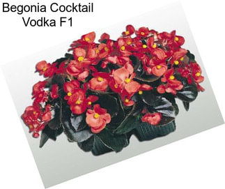 Begonia Cocktail Vodka F1