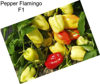 Pepper Flamingo F1