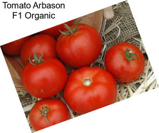 Tomato Arbason F1 Organic