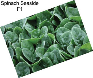 Spinach Seaside F1