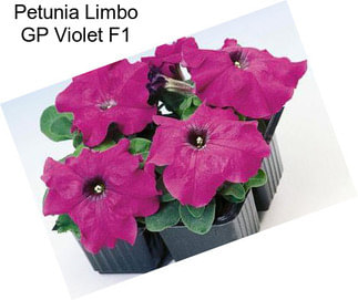 Petunia Limbo GP Violet F1