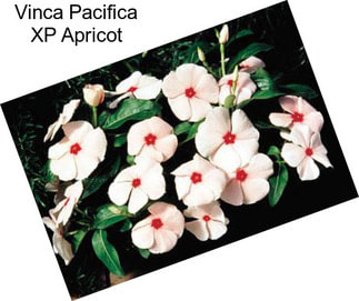 Vinca Pacifica XP Apricot