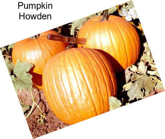 Pumpkin Howden