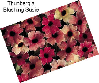 Thunbergia Blushing Susie