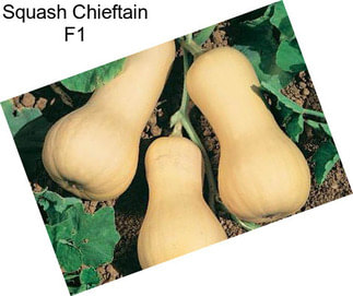 Squash Chieftain F1