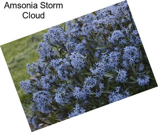 Amsonia Storm Cloud