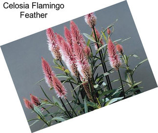 Celosia Flamingo Feather