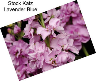 Stock Katz Lavender Blue