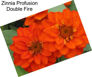 Zinnia Profusion Double Fire