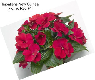 Impatiens New Guinea Florific Red F1