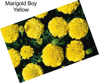 Marigold Boy Yellow