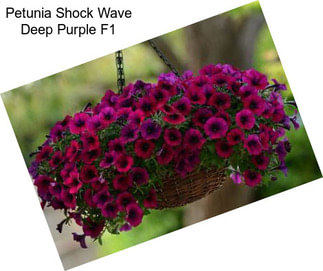 Petunia Shock Wave Deep Purple F1