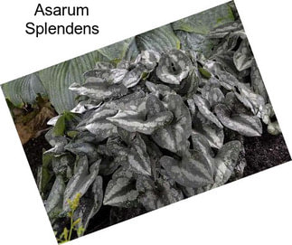 Asarum Splendens