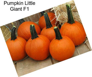 Pumpkin Little Giant F1