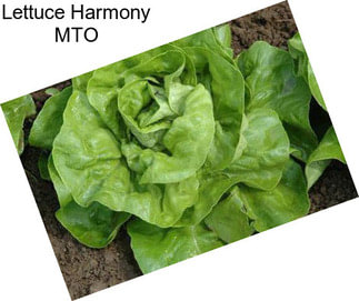 Lettuce Harmony MTO