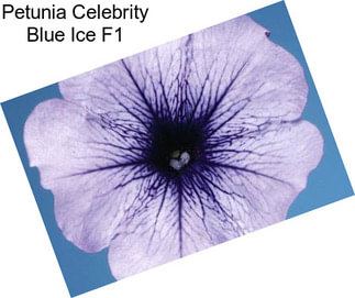 Petunia Celebrity Blue Ice F1