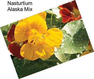 Nasturtium Alaska Mix