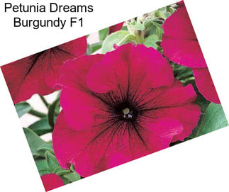 Petunia Dreams Burgundy F1