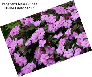 Impatiens New Guinea Divine Lavender F1