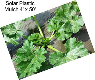 Solar Plastic Mulch 4\' x 50\'