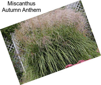 Miscanthus Autumn Anthem