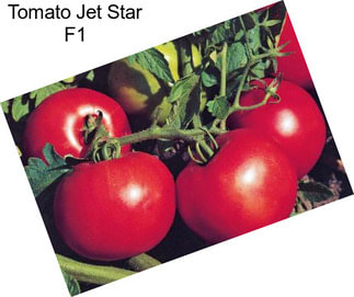 Tomato Jet Star F1