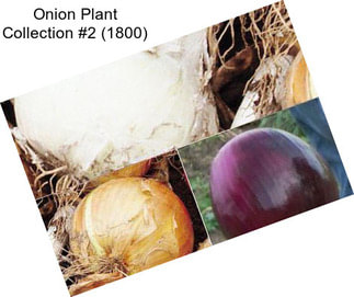 Onion Plant Collection #2 (1800)