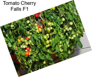 Tomato Cherry Falls F1