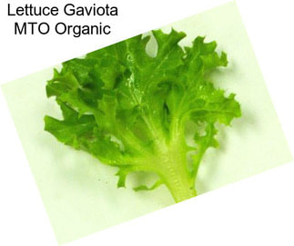 Lettuce Gaviota MTO Organic