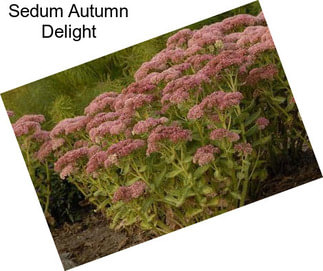 Sedum Autumn Delight