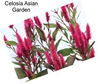 Celosia Asian Garden