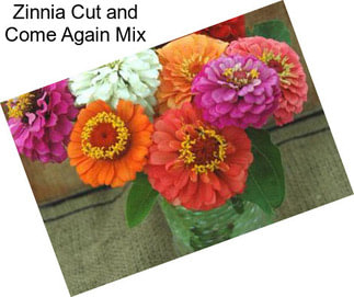 Zinnia Cut and Come Again Mix