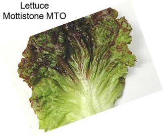 Lettuce Mottistone MTO