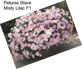 Petunia Wave Misty Lilac F1