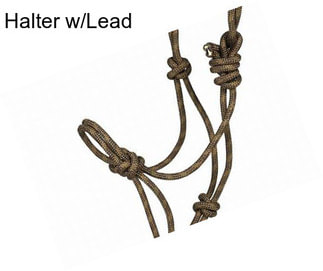 Halter w/Lead