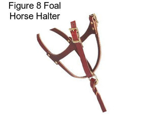 Figure 8 Foal Horse Halter