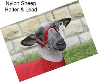 Nylon Sheep Halter & Lead