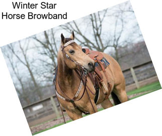 Winter Star Horse Browband