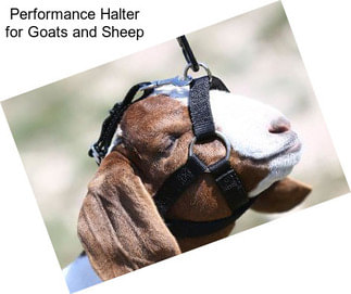 Performance Halter for Goats and Sheep