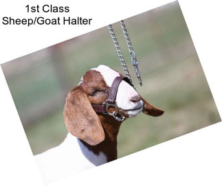 1st Class Sheep/Goat Halter