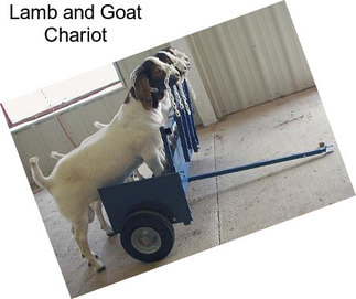 Lamb and Goat Chariot