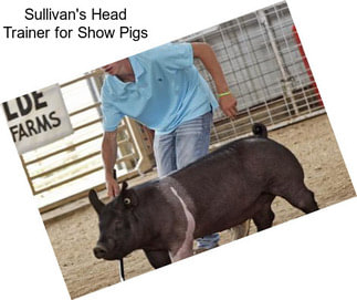 Sullivan\'s Head Trainer for Show Pigs