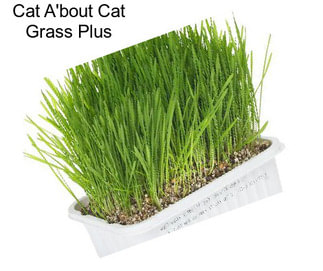 Cat A\'bout Cat Grass Plus