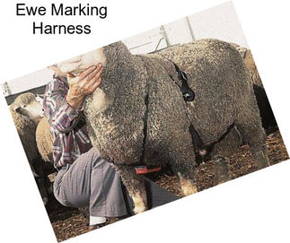 Ewe Marking Harness