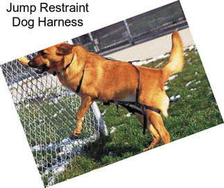 Jump Restraint Dog Harness