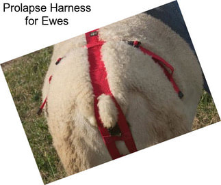 Prolapse Harness for Ewes