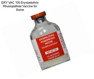 ERY VAC 100 Erysipelothrix Rhusiopathiae Vaccine for Swine